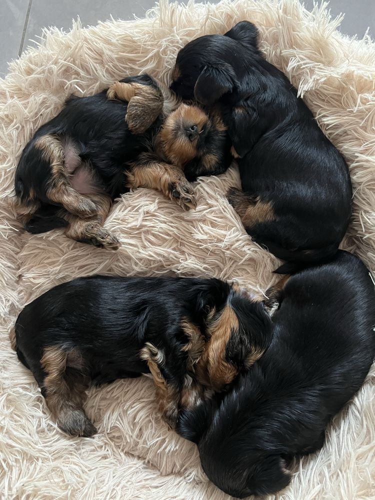 Yorkshire terrier Zkwp/FCI