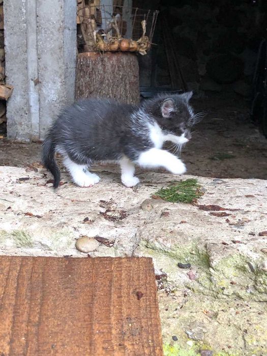 Oddam kotki w dobre ręce_Przerośl_okolice Suwałk