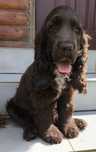 Cocker spaniel angielski
