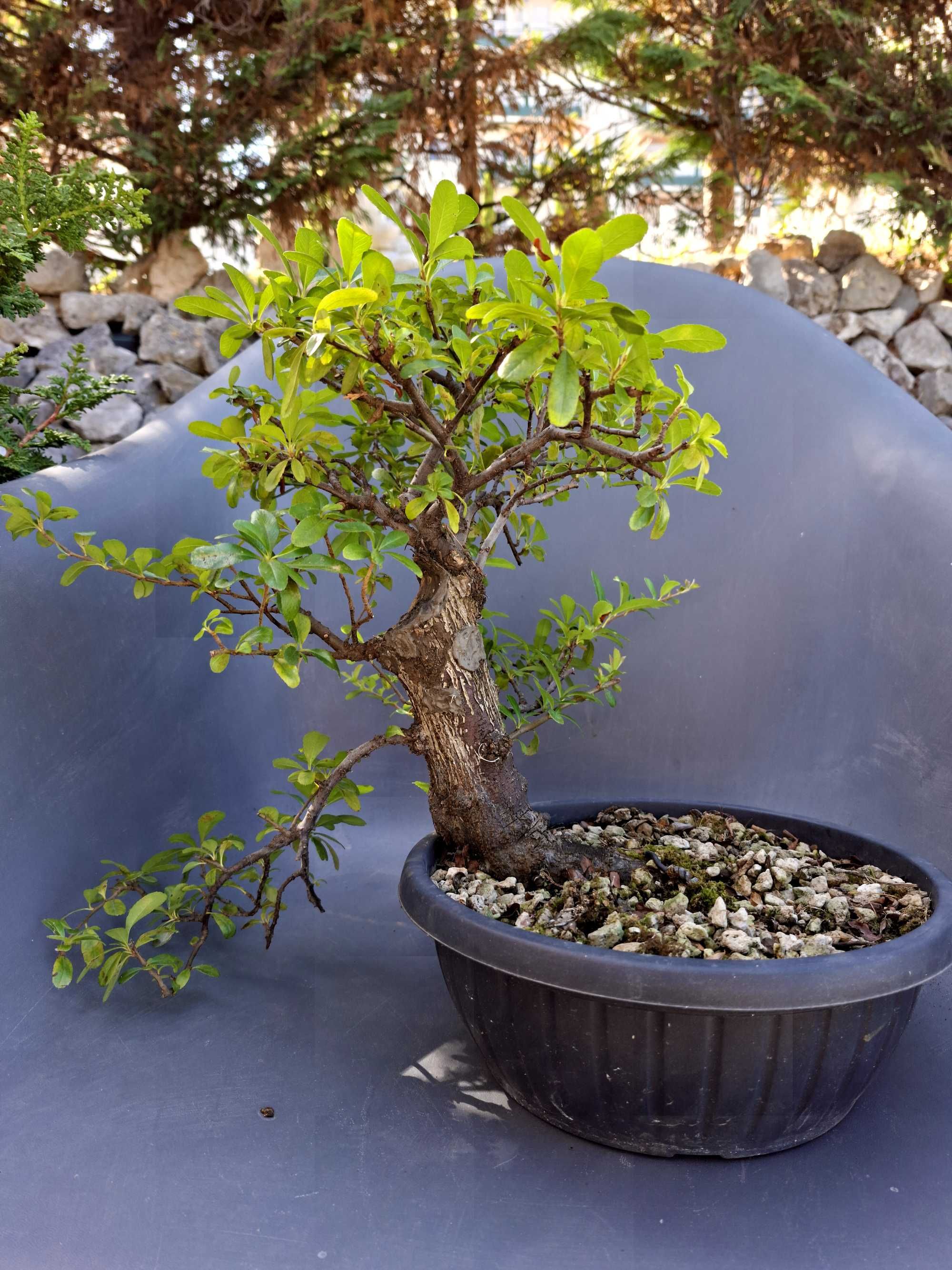 Pré - Bonsai Pyracantha