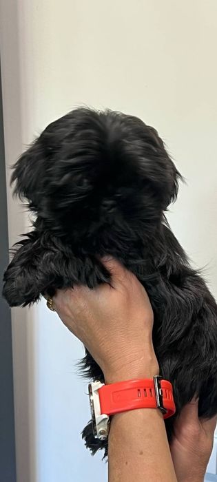 Piesek rasy Shih tzu