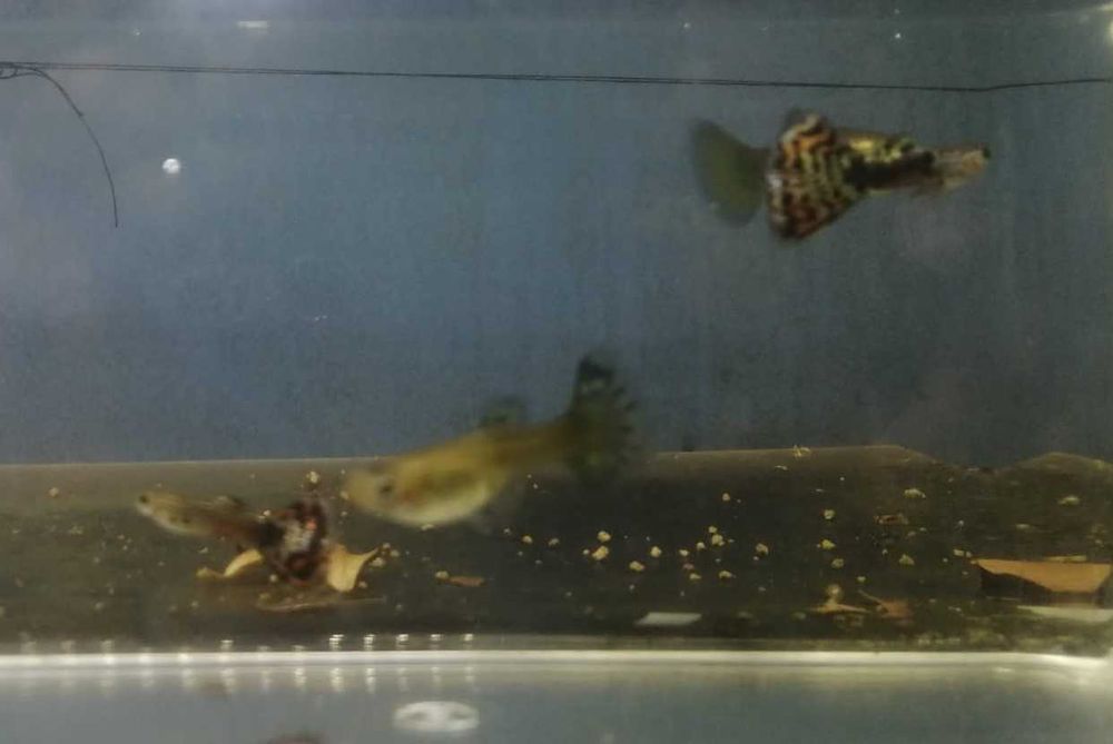 Guppy's   3 Fêmeas + 3 Machos   5€