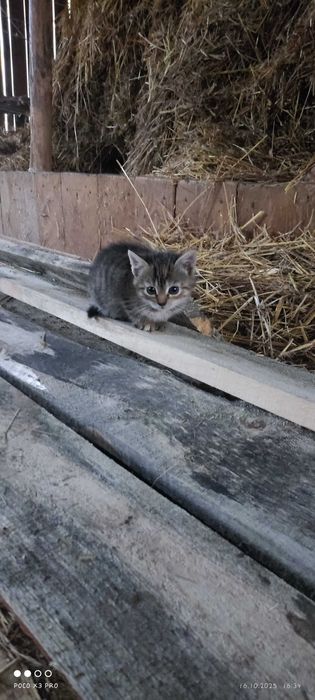 Oddam kotki w dobre rece