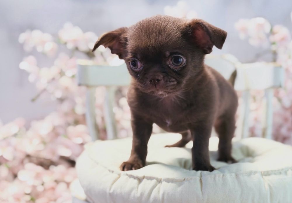 ***GOTOWY DO ODBIORU Czekoladowy maluszek chihuahua***