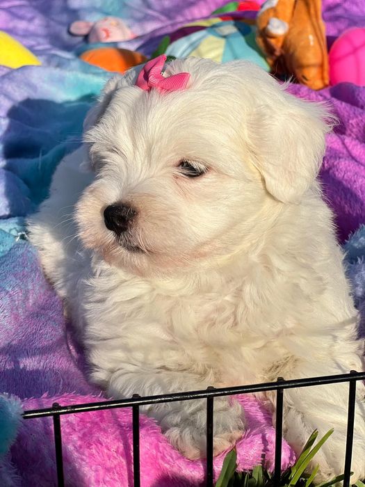 Bichon Maltês linda menina mini branquinha