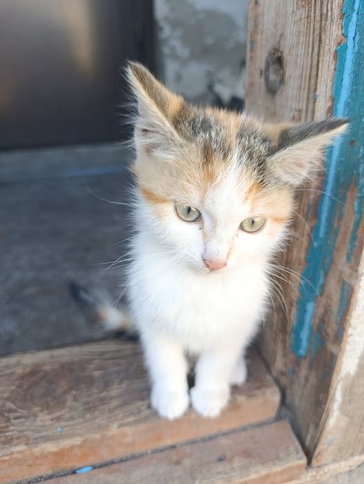 Кішечки шукають домівку