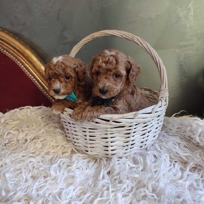 Bichpoo/Pochoon/Maltipoo > dotępny piesek .