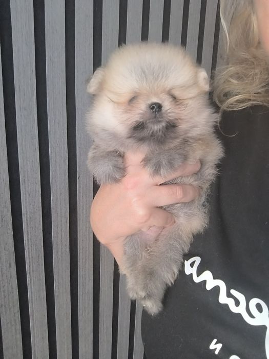 Spitz Anão.Lulu da Pomerânia  Russo com LOP. Mini. Pronto para entrega