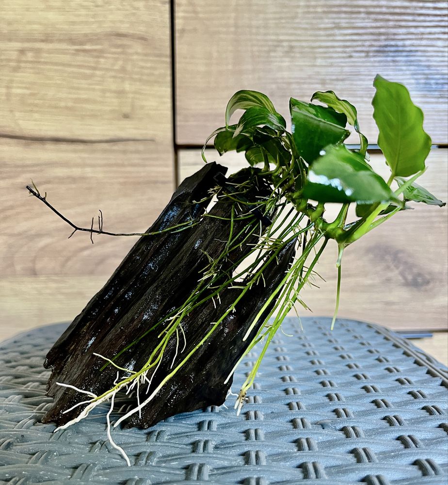 Anubias na korzeniu