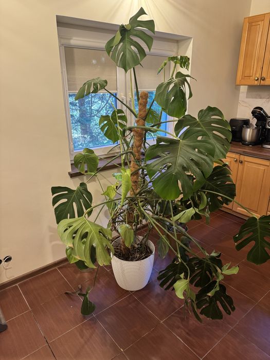 Monstera 1,8m zdrowa POLECAM
