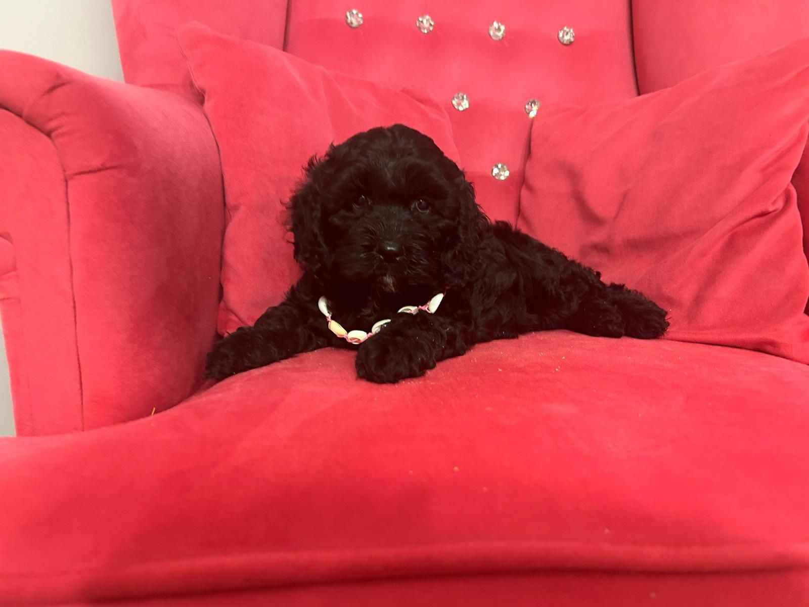 Shih tzu.  shihpoo piesek gotowy do odbioru