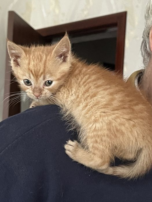 Котятко руде шукає нову родину