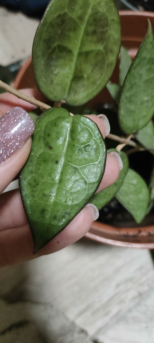 Hoya hoja black margin