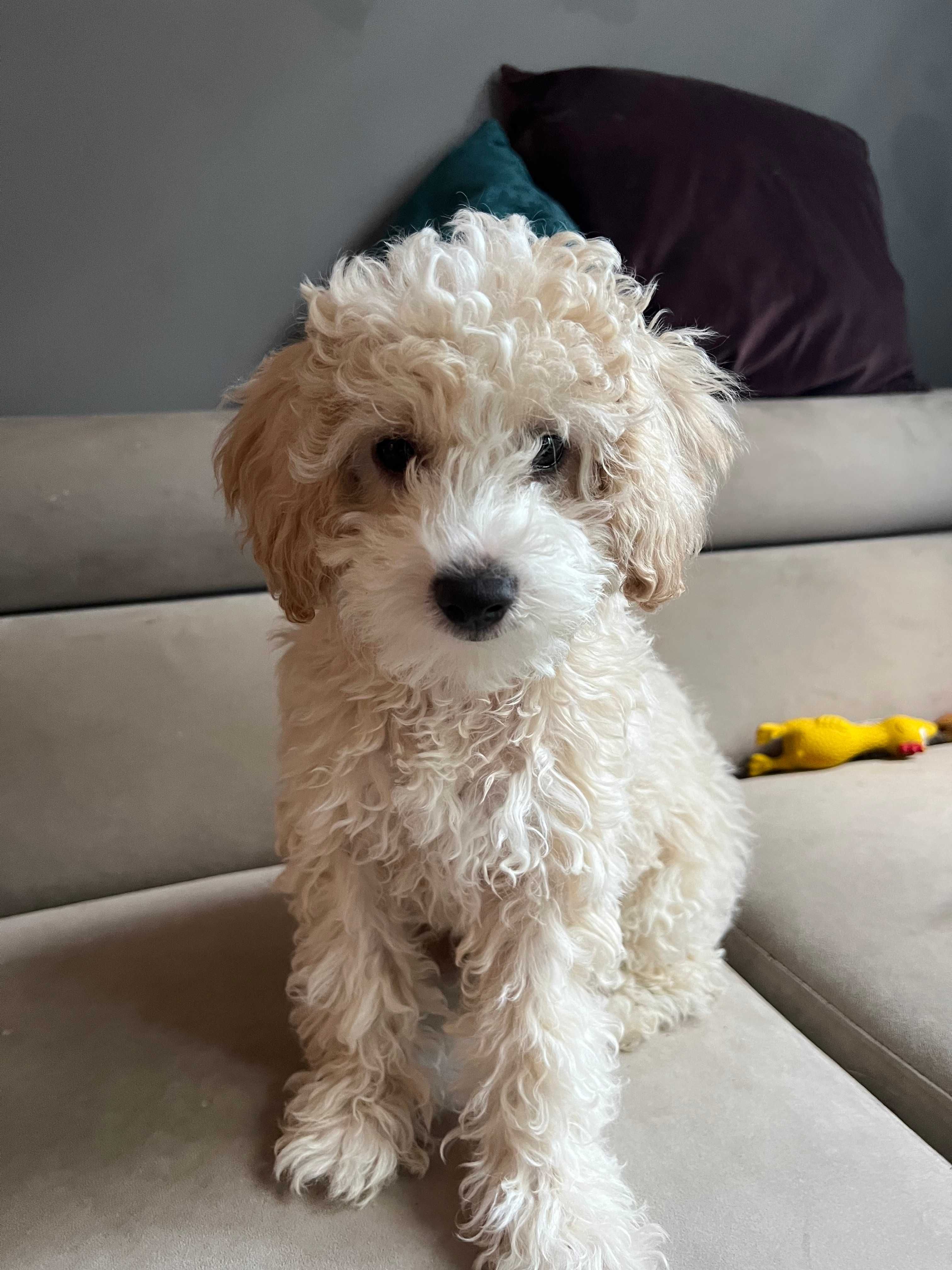 Maltipoo F2 piesek gotowy do odbioru, domowa hodowla