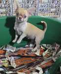 Fabulosa!! Chihuahua Fêmea Miniatura Pêlo Curto