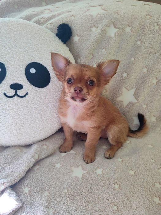 Chihuahua długowłosa