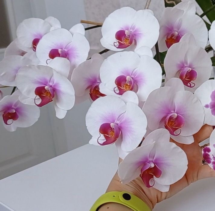 Орхідея Phal.Mountion