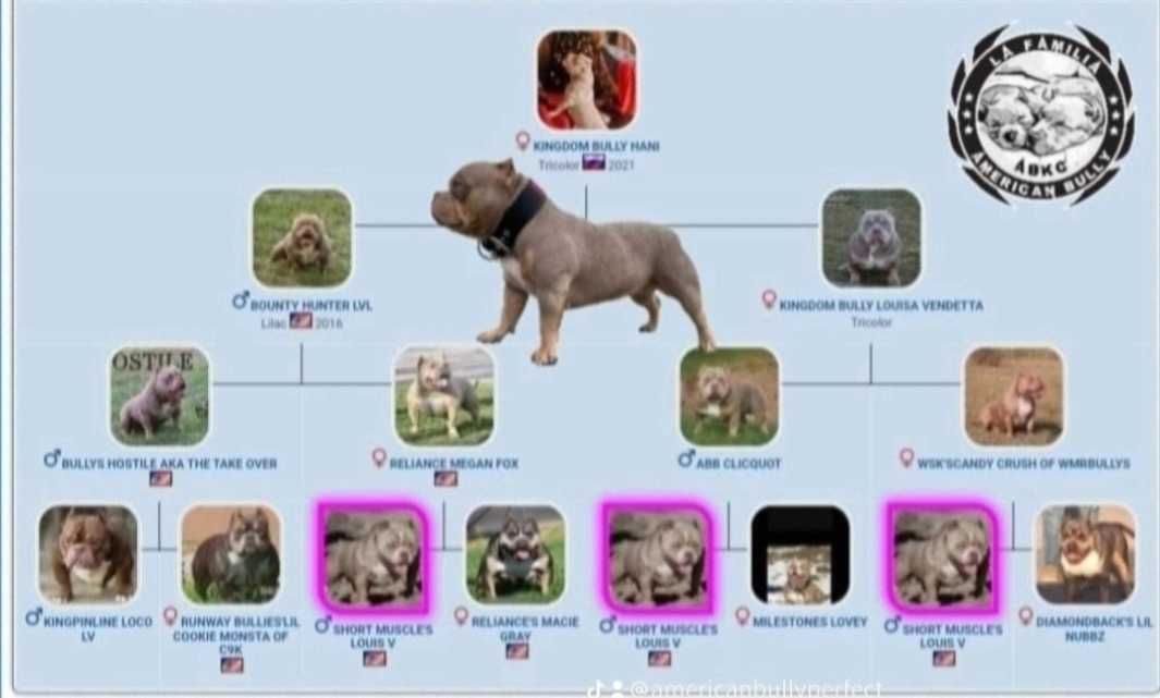 American bully abkc