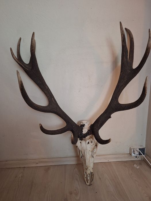 Poroże Jelenia 6 kg