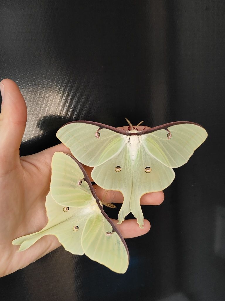 Jaja Actias luna 20szt