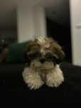 Ostatnia suczka Shih Tzu szuka nowgo domu !