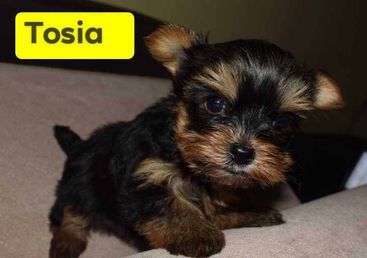 Yorkshire Terrier mała suczka Tosia