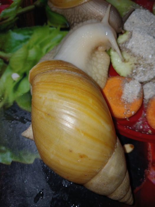 Ахатина фуліка родація