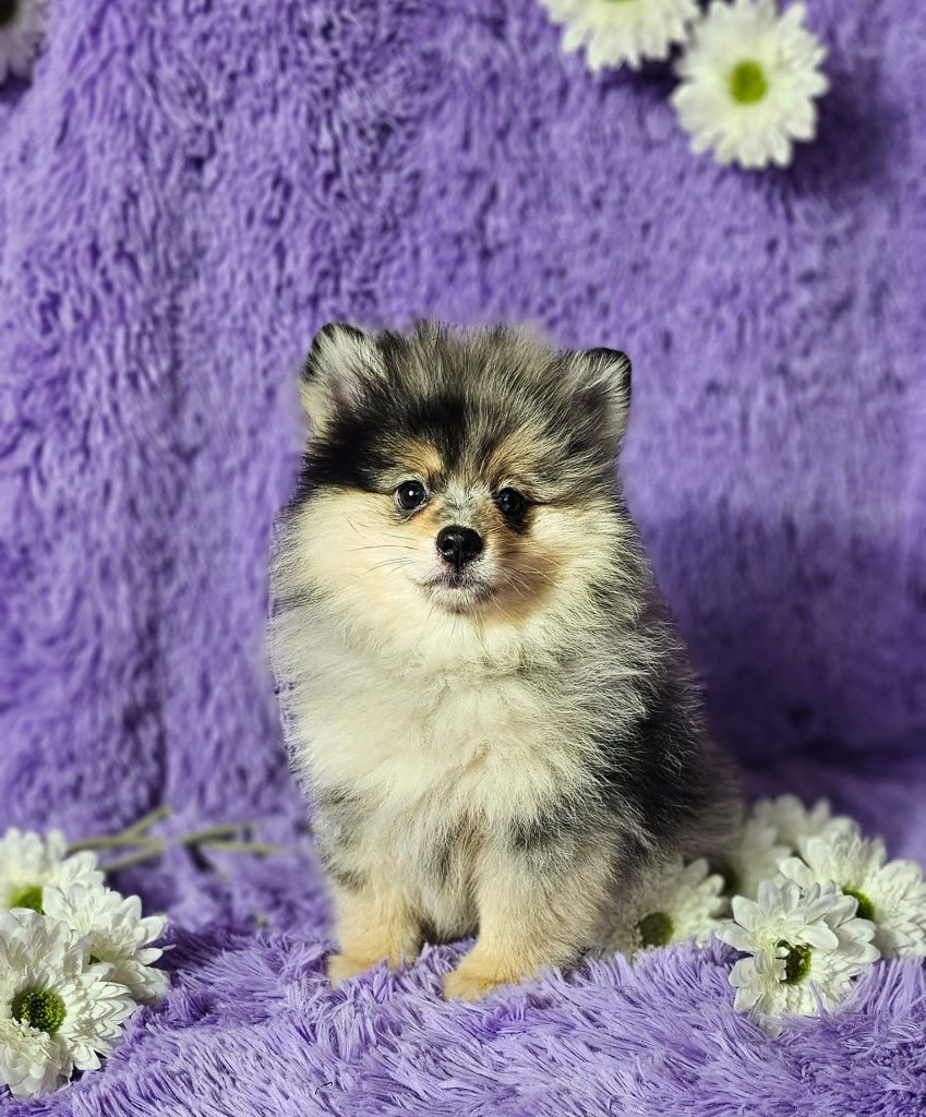 Szpic miniaturowy pomeranian blue merle & tan