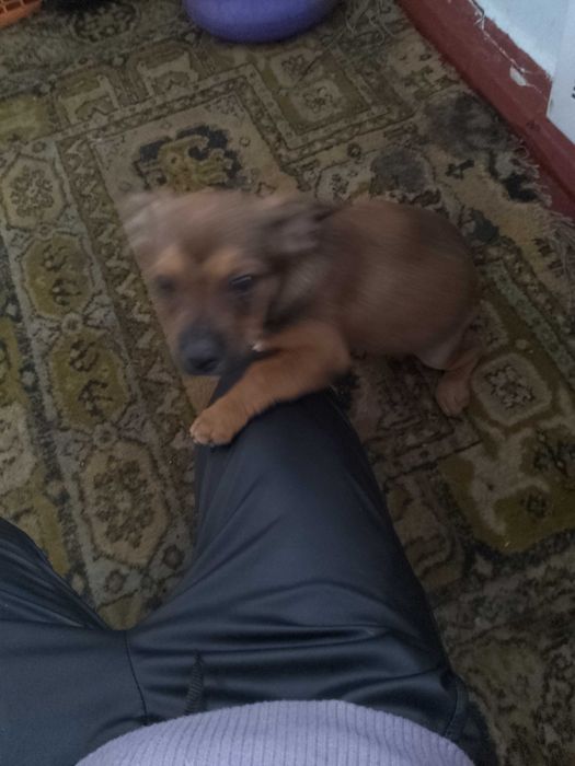 Відам в добрі руки щеня бульдога