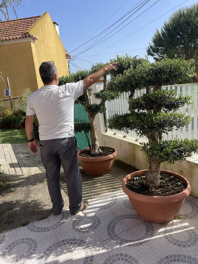Oliveiras Bonsai em vaso