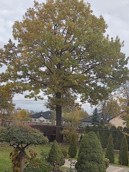 Oddam dęba za wycięcie