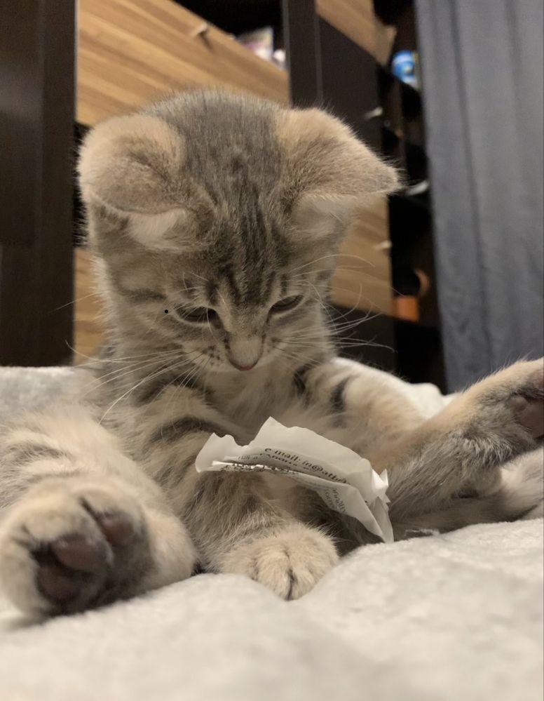 Кошеня шукає родину
