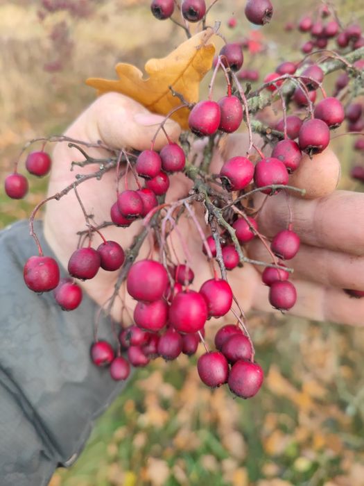 Owoce głogu sprzedam