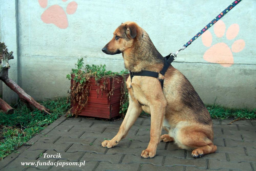 Torcik - słodziutki chłopczyk
