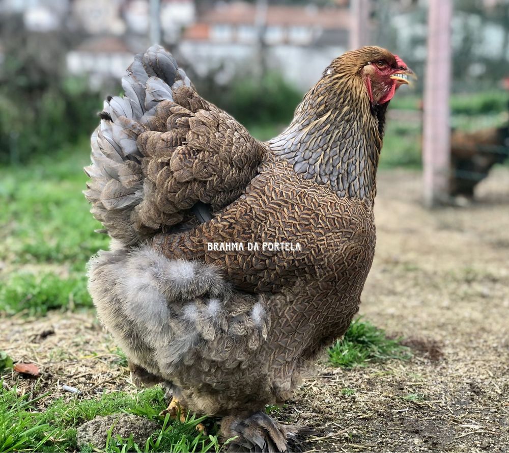 BRAHMA SALMÃO / PERDIZ / LIGTH / MIL FLORES - DISPONIVEIS