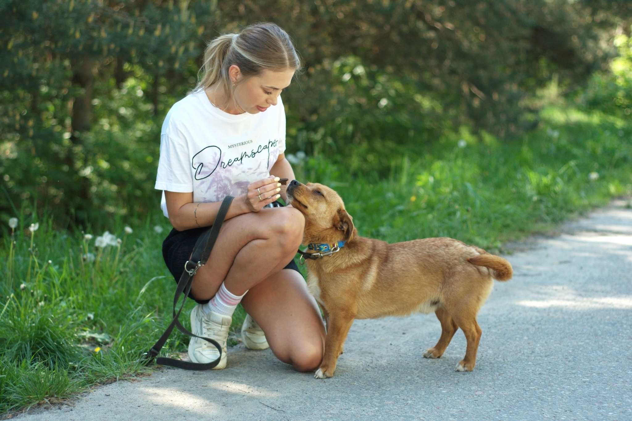 GANFI - cudowny psiak wciąż bezdomny, czeka na swojego człowieka