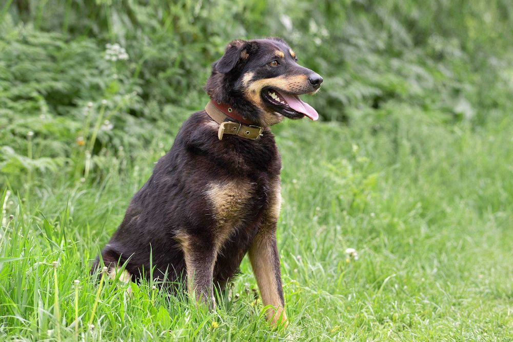 Веселуха Ріка чекає на вас