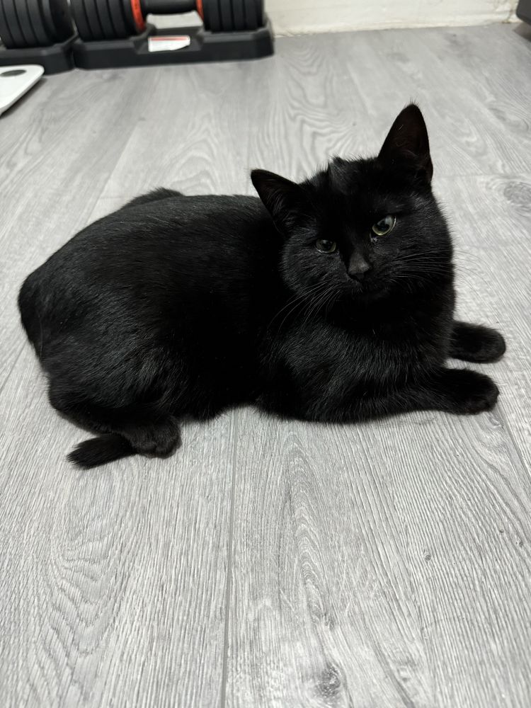 Котенята в добрі руки
