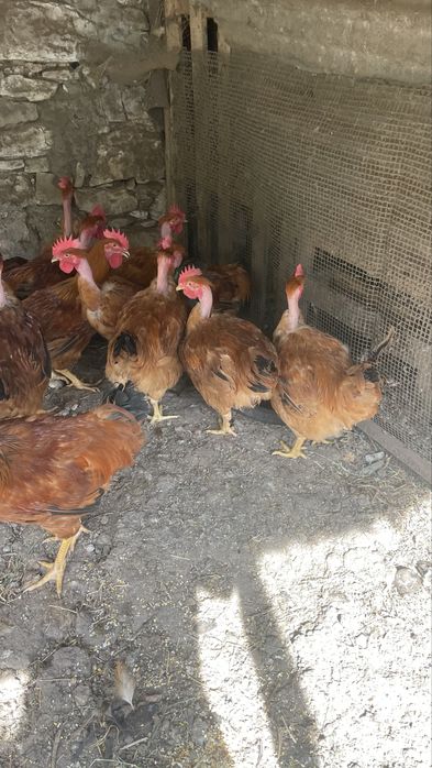 Galos do campo caseiros