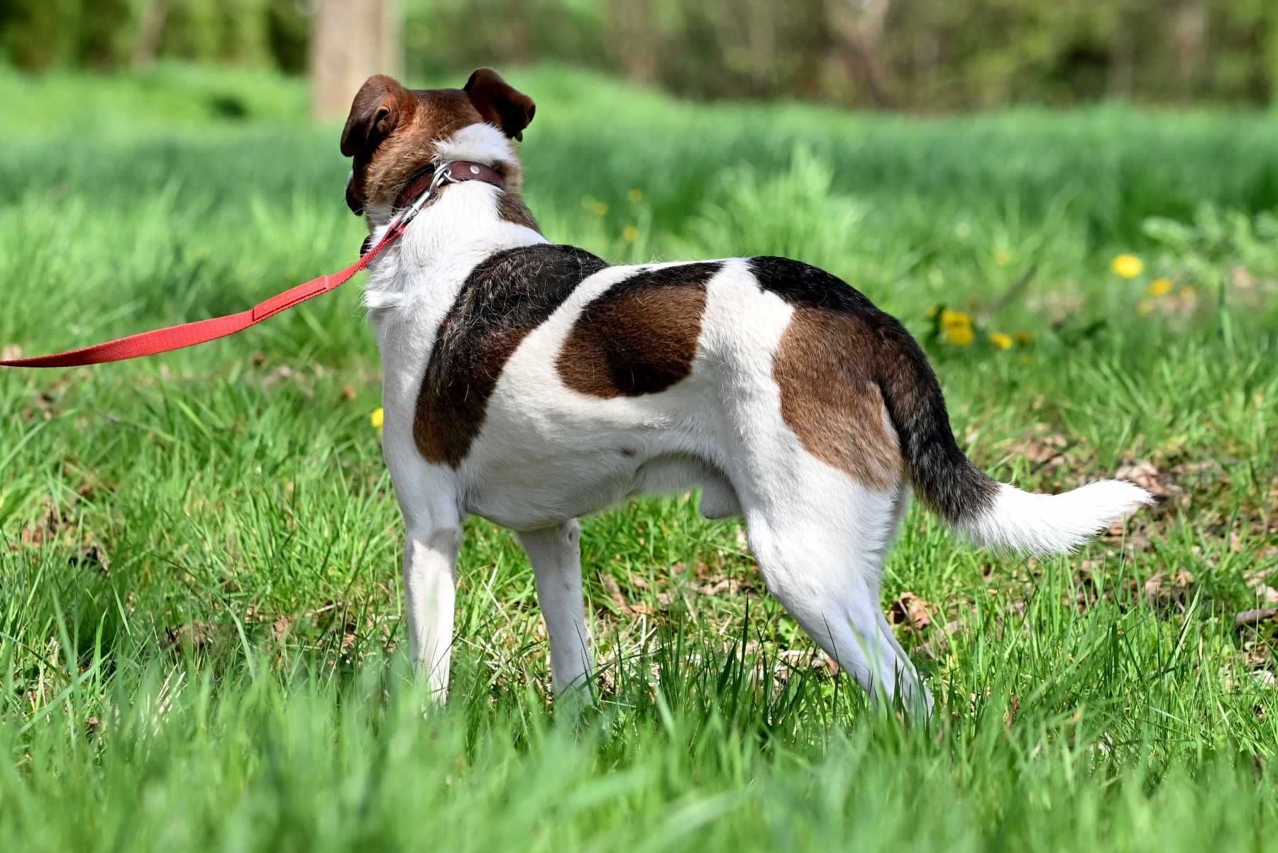 Piesek Rubin szuka kochającego domu