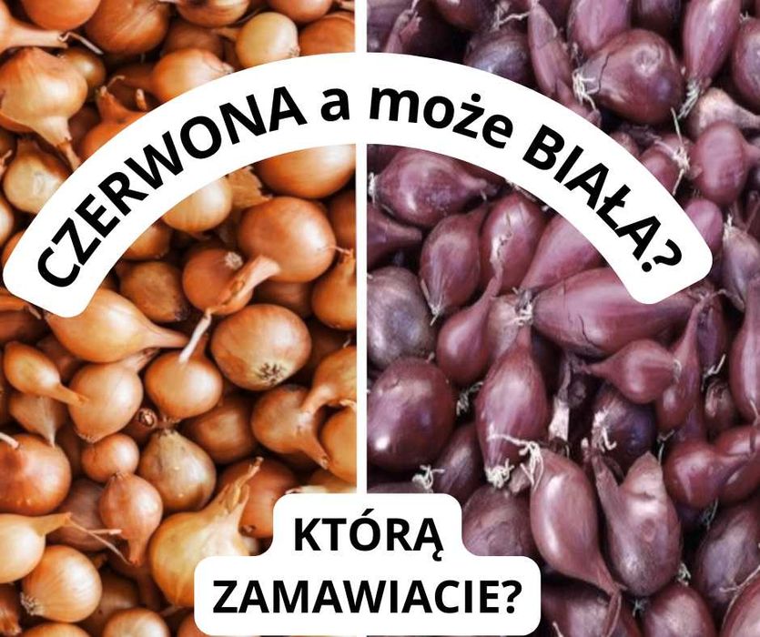 Zapisy na cebulę dymkę z Holandii