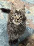 Kocurek Kocięta Maine Coon
