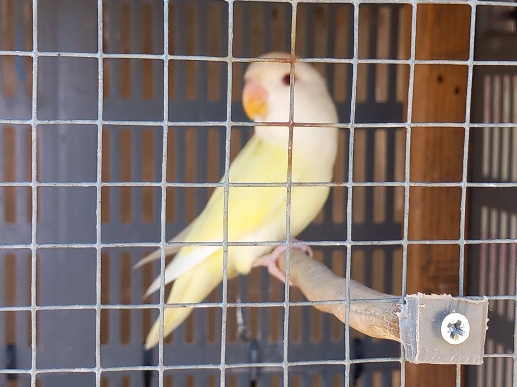 Agapornis roseicolis