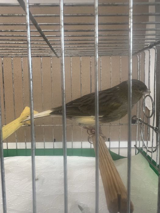 Kanarek Samiec Harceński