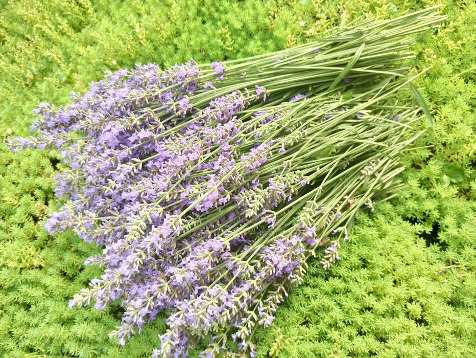 Лаванда  засушенная   в   букетах