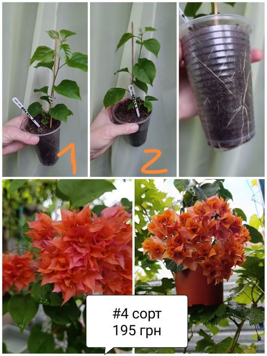 Бугенвілія  акційна ціна. Махрові, стандартні. Квітучі