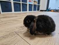 Mini lop młody samczyk