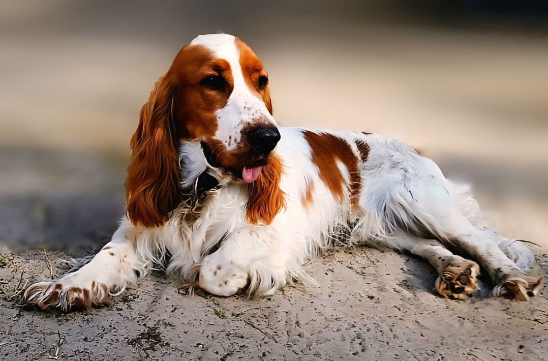 Cocker Spaniel Angielski - piesek cudowne umaszczenie Orange Roan