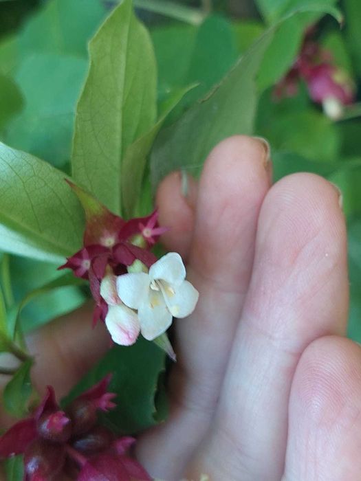 Baga Caramelo - Leycesteria formosa