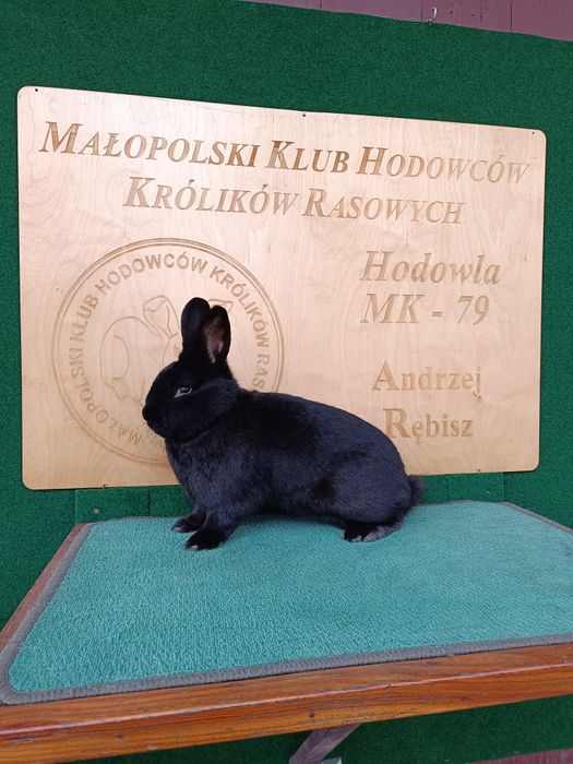 Króliki Wiedeńskie